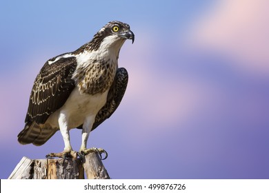Bird of prey. Eagle Osprey. Blue sky background. Eagle: Western Osprey. 
