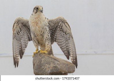 Bird Of Prey Falcon Spread Its Wings On Stone