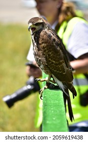 Bird Of Prey Falconry Falcon