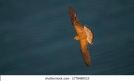 Bird of Prey Female Lesser Kestrel is flying over the sea showing its wings. - Powered by Shutterstock