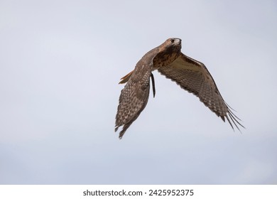 Bird of prey in flight with wings pushing down