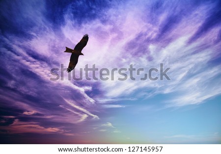 Bird of prey fly in sky - Black Kite (Milvus migrans)
