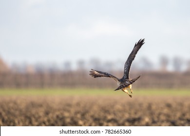 Bird Of Prey Flying Away Over A Fresh Plowed Field