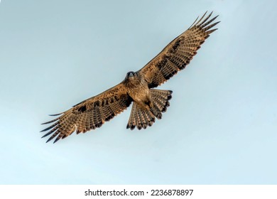 bird of prey flying in the blue sky, The Bonelli's eagle is a large bird of prey - Shutterstock ID 2236878897