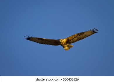 66,253 Bird of prey flying Stock Photos, Images & Photography ...