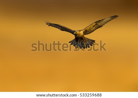 Similar – Awesome bird of prey in flight