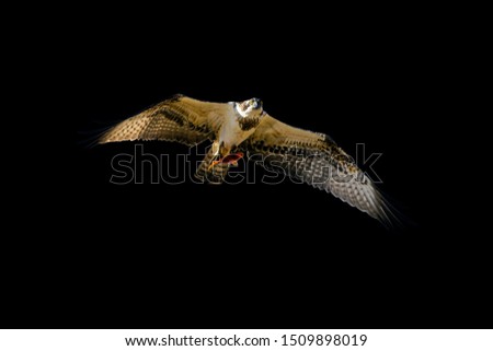 Bird of prey. Flying eagle. Black background. Bird: Western Osprey. Pandion haliaetus.
