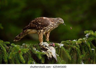 Bird of prey Goshawk kill green woodpecker on the green spruce tree. Feeding scene with bird and catch. Hawk from Czech Reublic. Wildlife scene from nature. - Powered by Shutterstock