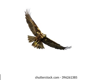 Bird of prey. Isolated bird. White background. Bird: Western Marsh Harrier. Circus aeruginosus.