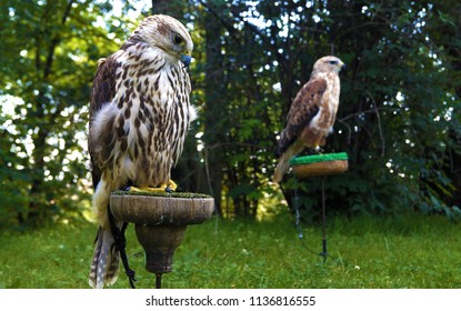 Bird of prey kite                              