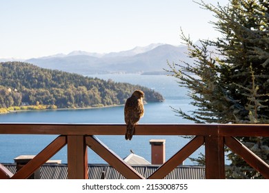 Bird Of Prey In Lake Nahuel Huapi Bariloche