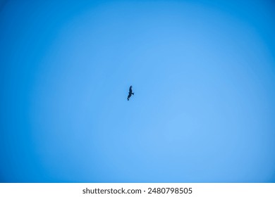 A bird of prey with a large wingspan soars, flies in the air, against the background of a blue sky - Powered by Shutterstock