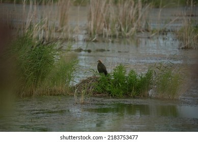 Bird Of Prey, Marsh Harrier, Hawk, Falcon