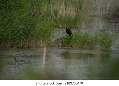 Bird Of Prey, Marsh Harrier, Hawk, Falcon