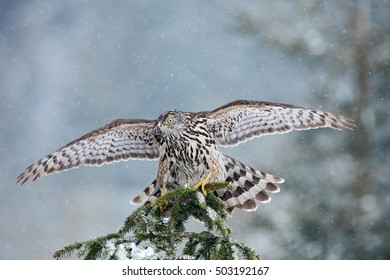 Bird of prey Northern Goshawk landing on spruce tree during winter with snow. - Shutterstock ID 503192167