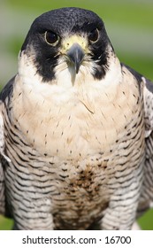 Bird of prey pictured from the front to show a facial portrait shot