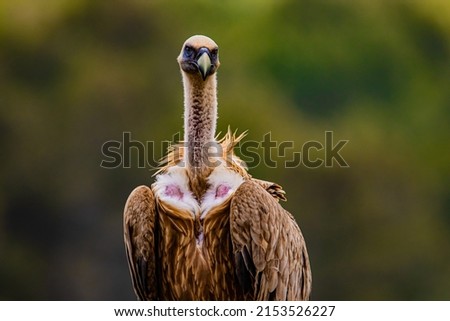 Similar – ortrait of a young vulture