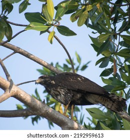 Bird Of Prey. Raptor Perched On A Mangrove Tree In Puerto Escondido, México.