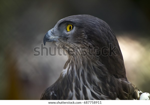 Bird Prey Red Hawk Stock Photo Edit Now