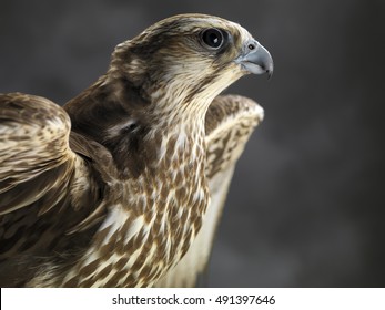 Bird Of Prey Saker Falcon