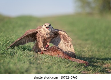 Bird of prey saker falcon (falco cherrug) with hunted pheasant, wild nature photography - Powered by Shutterstock