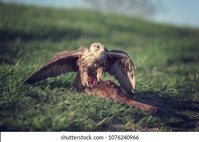 Bird of prey saker falcon (falco cherrug) with hunted pheasant, wild nature photography - Powered by Shutterstock