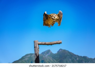 Bird Of Prey Siberian Eagle-owl Rauris In Austria