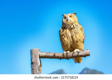 Bird Of Prey Siberian Eagle-owl Rauris In Austria