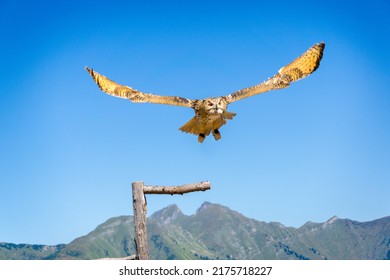 Bird Of Prey Siberian Eagle-owl Rauris In Austria