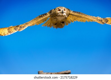 Bird Of Prey Siberian Eagle-owl Rauris In Austria