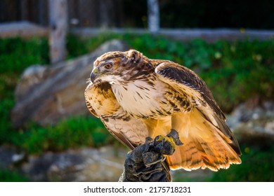 Bird Of Prey Siberian Eagle-owl Rauris In Austria