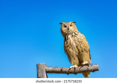 Bird Of Prey Siberian Eagle-owl Rauris In Austria