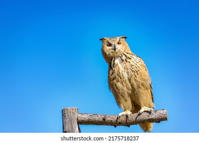 Bird Of Prey Siberian Eagle-owl Rauris In Austria