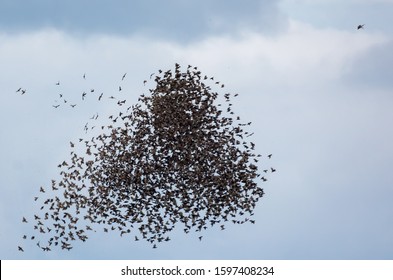 Bird of prey sparrowhawk in dive attack on big and dense flock of starlings in air 