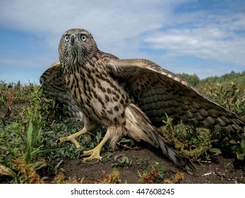 bird of prey in the spring fields