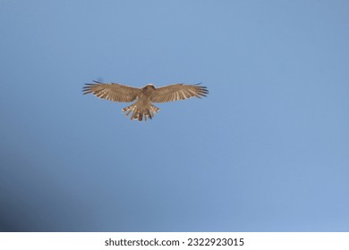 A bird of prey that eats insects in the field
