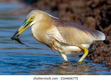 bird with preyed fish in the beak beautiful closeup of water bird , The Indian pond heron or paddy bird is a small heron