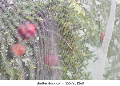 Bird protection net for Pomegranate (Punica granatum) fruits, preventing birds and pests to damage the fruits