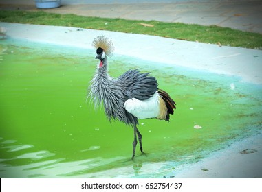 Bird At Ramoji Film City