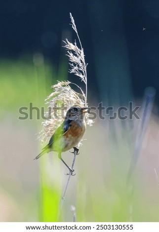 Similar – Bluethroat Biology