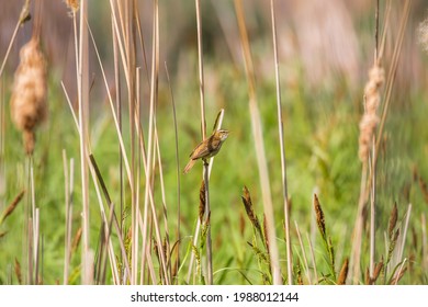 Bird In Reeds Sea Buckthorn Acrocephalus Schoenobaenus, Wild Pool And Singing Bird On The Spike