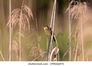 Bird In Reeds Sea Buckthorn Acrocephalus Schoenobaenus, Wild Pool And Singing Bird On The Spike