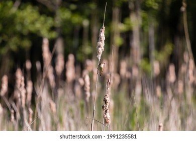 Bird In Reeds Sea Buckthorn Acrocephalus Schoenobaenus, Wild Pool And Singing Bird On The Spike