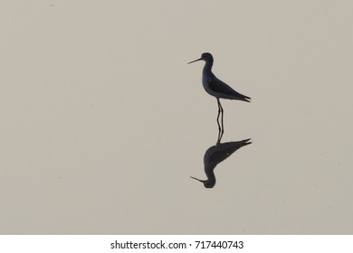 bird reflection