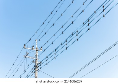 A Bird Repellent Attached To A Japanese Electric Wire.