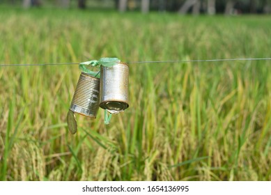 Bird Repellent Cab In The Rice Field