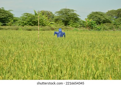 Bird Repellent Doll Installed In The Rice Field