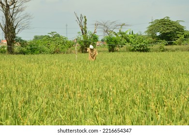 Bird Repellent Doll Installed In The Rice Field