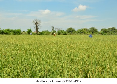 Bird Repellent Doll Installed In The Rice Field