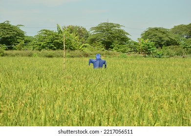 Bird Repellent Doll Installed In The Rice Field